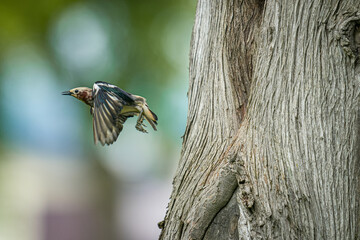 北海道の初夏、コムクドリの子育て。
