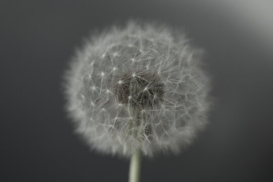 head dandelion seeds, copy space, macro. black and white