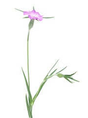 Corn cockle pink flower isolated on white, Agrostemma githago