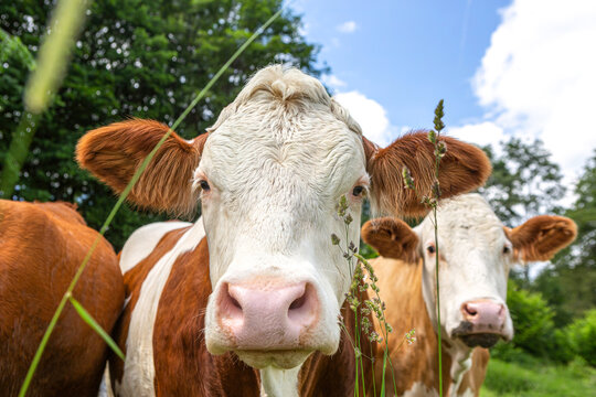 Portrait of a free-range german simmental breed cow on a pasture in summer outdoors