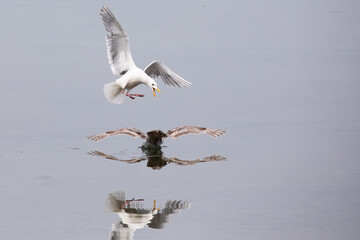 Two gulls interacting in Dye's Inlet. One bird is hovering with wings outspread while the other is in the water with wings outspread.