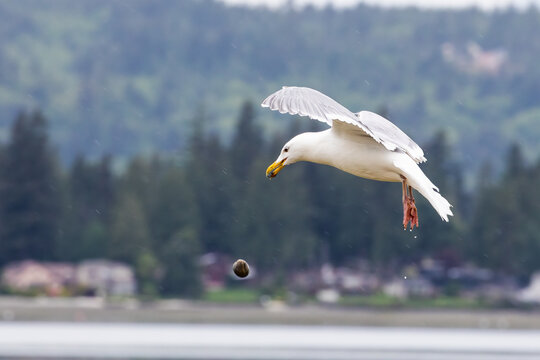 A gull in flight dropping a clam to break it open in Bremerton, Washington.