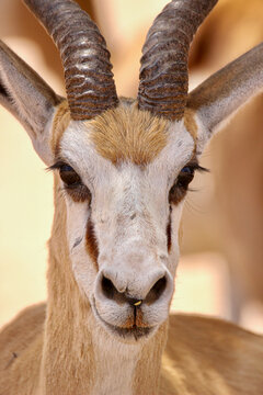 springbok in the Kgalagadi, South Africa