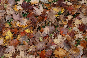 Fall Leaves