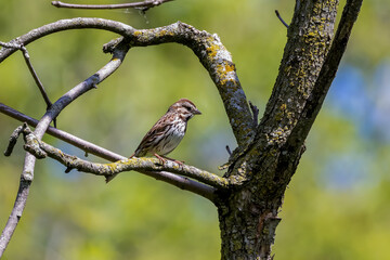 Sparrow on the park