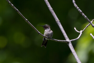 The Ruby-throated hummingbird (Archilochus colubris) in a park in Wisconsin