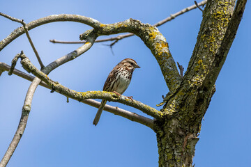 Sparrow on the park