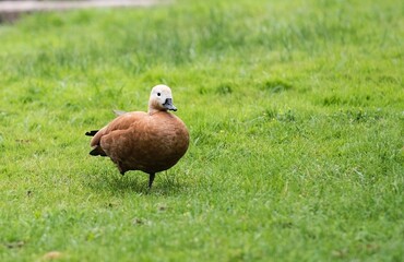 A small beautiful duck with brown plumage posing alone in an empty cold country hills with green coloured backyard walking alone in near a farmhouse and looking for its ducklings. 
