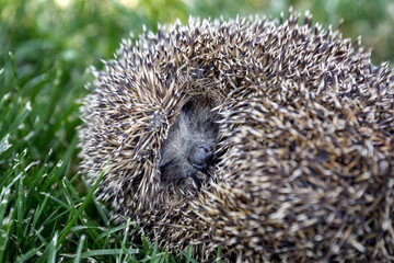 hedgehog