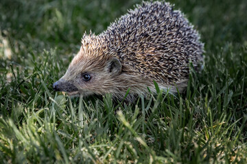 hedgehog