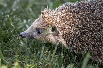 hedgehog