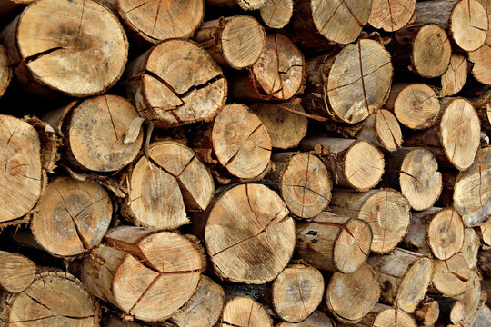Pilha de madeiras , troncos de arvores empilhados