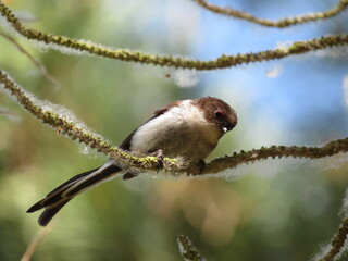 sparrow on a branch