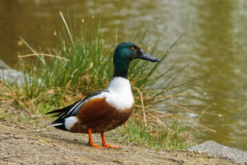 Northern shoveler, spatula clypeata on the beach of  lakeshore in natural habitat. Selective focus, no people.