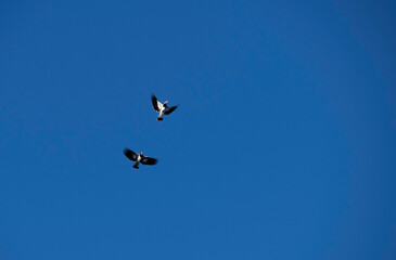 Australian Magpie-Lark (Grallina cyanoleuca)
