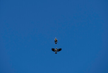 Australian Magpie-Lark (Grallina cyanoleuca)
