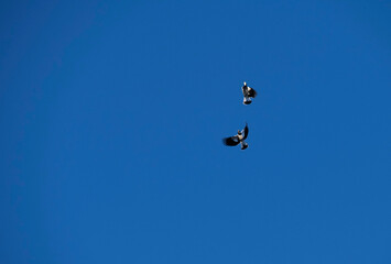 Australian Magpie-Lark (Grallina cyanoleuca)