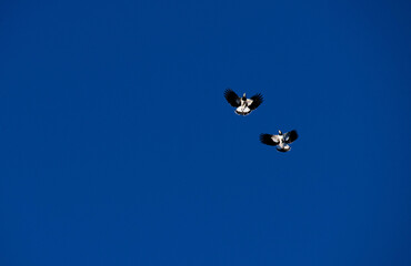 Australian Magpie-Lark (Grallina cyanoleuca)