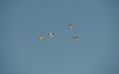 Australian White Ibis (Threskiornis molucca)