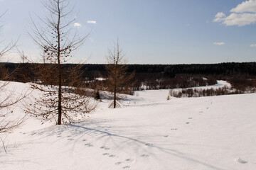 winter evening landscape field and forest
