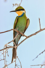 Swallow-tailed Bee-eater in the Kgalagadi, South Africa