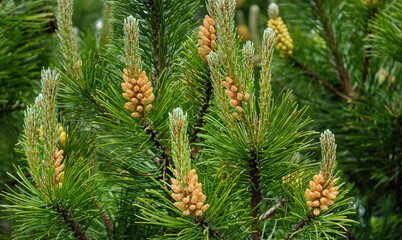 Young shoots of Siberian cedar on a sunny day