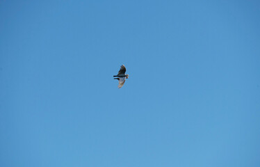 Little Corella (Cacatua sanguinea)