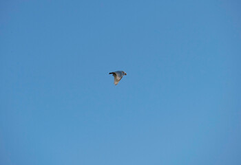 Little Corella (Cacatua sanguinea)