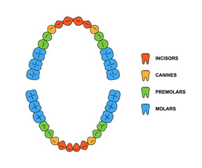 Adult teeth dentition anatomy with descriptions. Upper and lower jaw parts - incisor, canine, premolar and molar teeth. Secondary tooth illustration