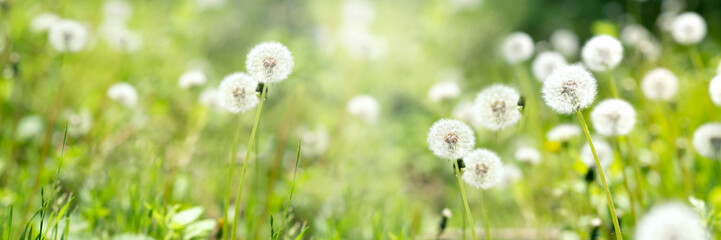 Green summer nature background with dandelions. Goodbye Summer. Hope and dreaming concept. Summertime, soft focus.