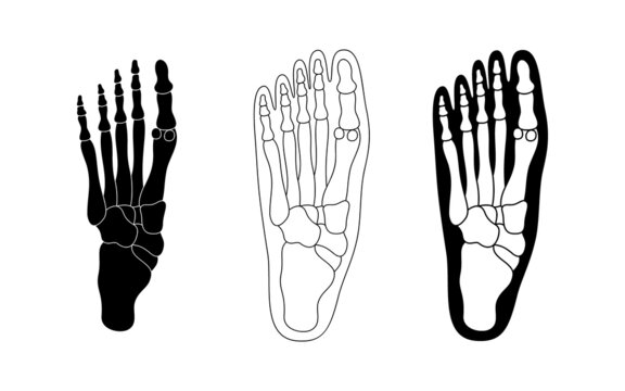 Set of foot skeleton with bones. Black foot silhouette vector illustration