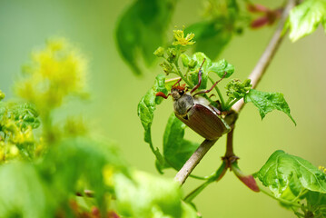 Cockchafer beetle feeding with leaves (Melolontha melolontha)