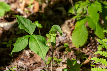 Jack in the Pulpit (Arisaema triphyllum). Native hardy northern plant. It is a large, cylindrical, hooded flower, green in color with brown stripes.