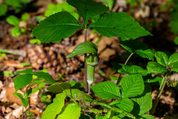 Jack in the Pulpit (Arisaema triphyllum). Native hardy northern plant. It is a large, cylindrical,...