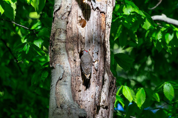 The Northern flicker (Colaptes auratus) nesting in Wisconsin. North American bird.