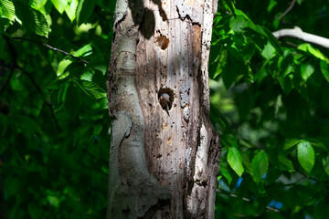 The Northern flicker (Colaptes auratus) nesting in Wisconsin. North American bird.