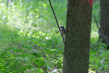 Blue jay (Cyanocitta cristata) in the city  park