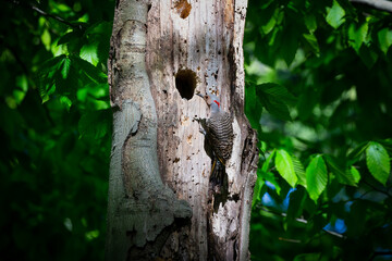 The Northern flicker (Colaptes auratus) nesting in Wisconsin. North American bird.