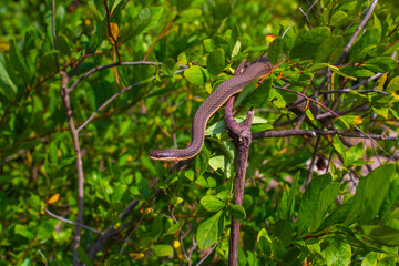 snake on the tree
