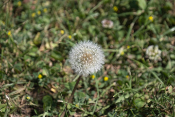 dandelion seeds among green grass. fresh medicinal plant,