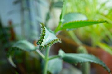 Kalanchoe, home plant with tiny plantlets.
