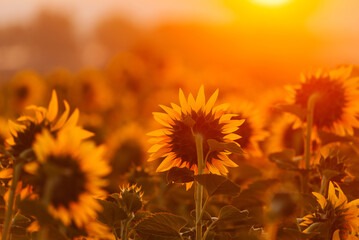 Close up photo of beautiful land of sunflowers looking at sun during sunrise.
