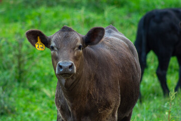 Obraz na płótnie Canvas cow and calf