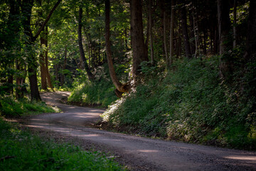 road in the forest