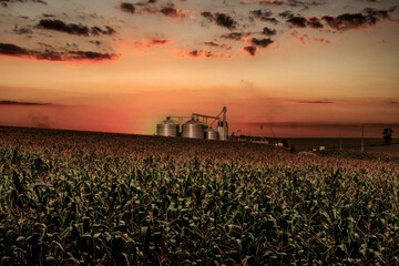 Campo de milho ao entardecer com silos de armazenagem de grãos © Jr Studio Foto