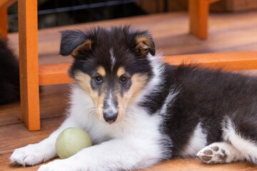 A rough collie puppy lying with a ball between her legs and looking at the camera. - obrazy, fototapety, plakaty