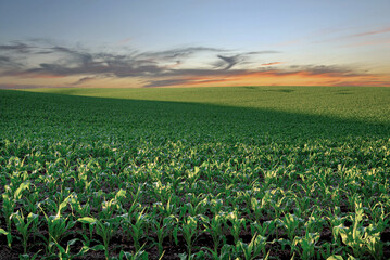 Campo de milho em entardecer com silos de armazenagem 