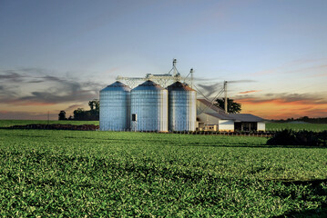 Campo de milho ao entardecer com silos de armazenagem de grãos © Jr Studio Foto