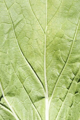 冬野菜白菜　鍋の具