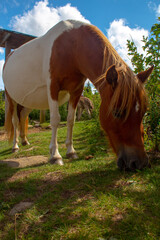 Wild pony at Grayson Highlands